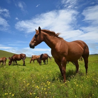 Фотоотчет по содержанию лошадей