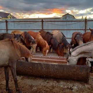 Поставка охлажденной конины в Октябре, Ноябре, Декабре 2020г.